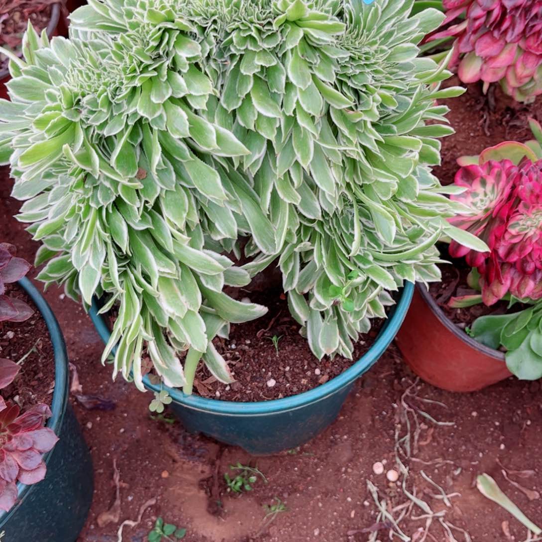 多肉植物289碧浪