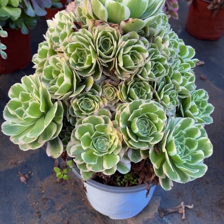 瑞妈多肉园艺525。迈