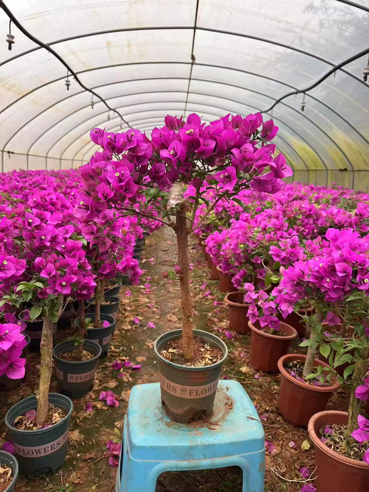 云南紫三角梅 基地直发 带盆 带花 掉花掉叶不售后介意勿拍