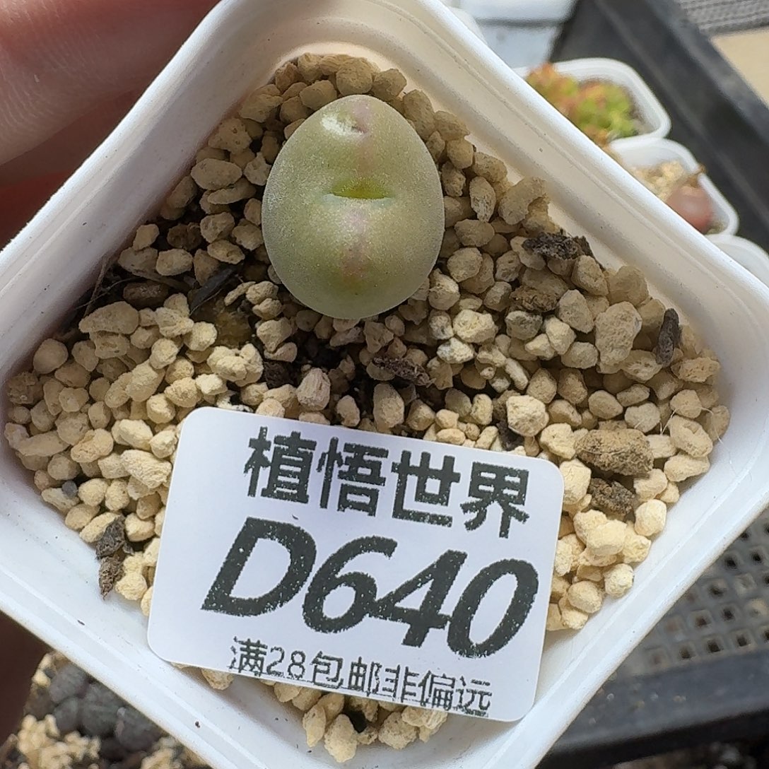 多肉植物的润泽fgbn