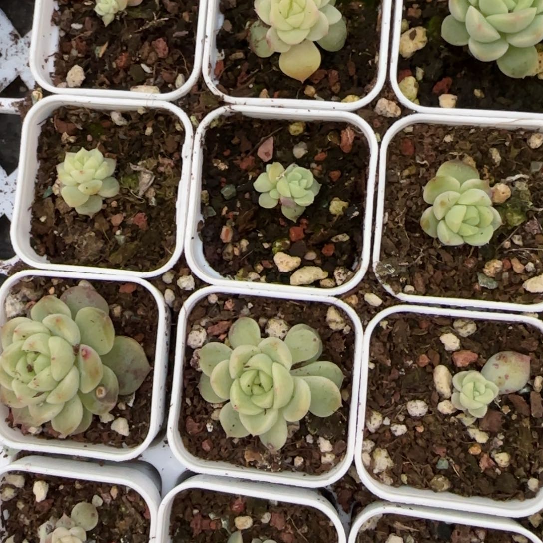 今禾盆7床一个满25包邮