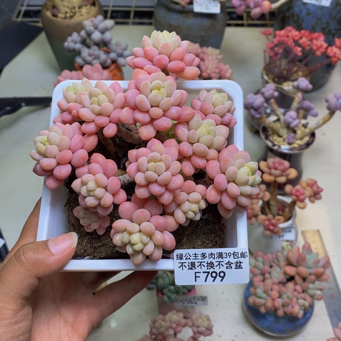 799鱼子酱多肉11cm