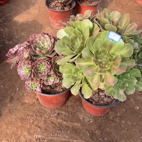 670多肉植物组合，