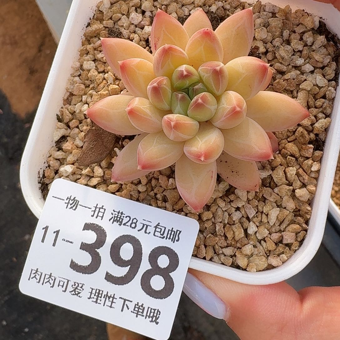 胖体青花瓷无盆土发货