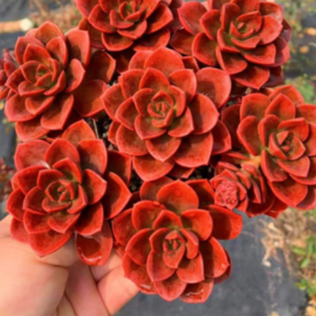 新手好养（红酒玫瑰巧克力）栽好种好原盆原土发货