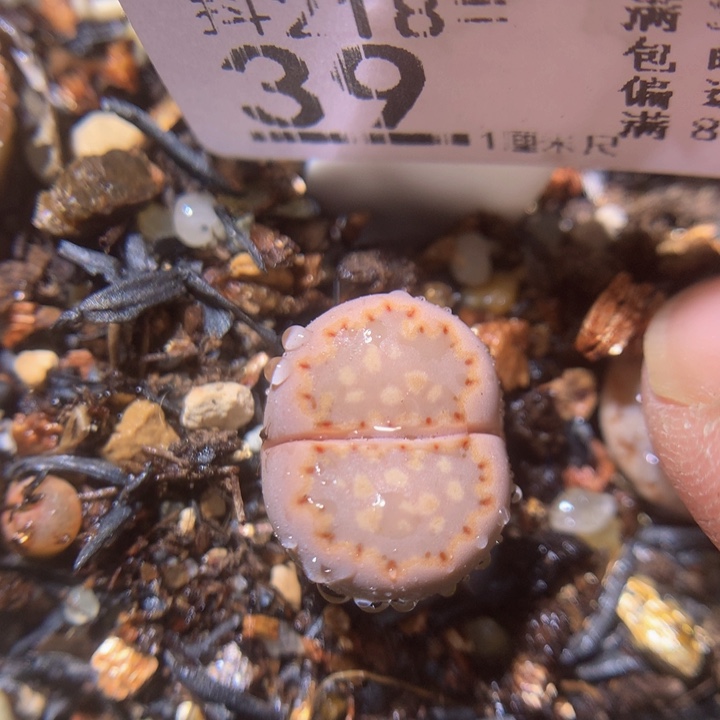 精品生石花218.39