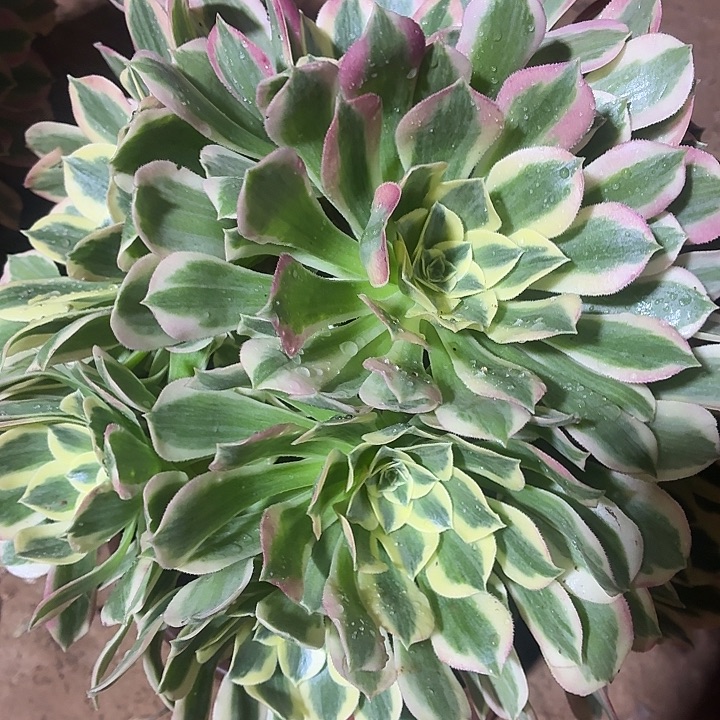 白凤一棵脱土发货15