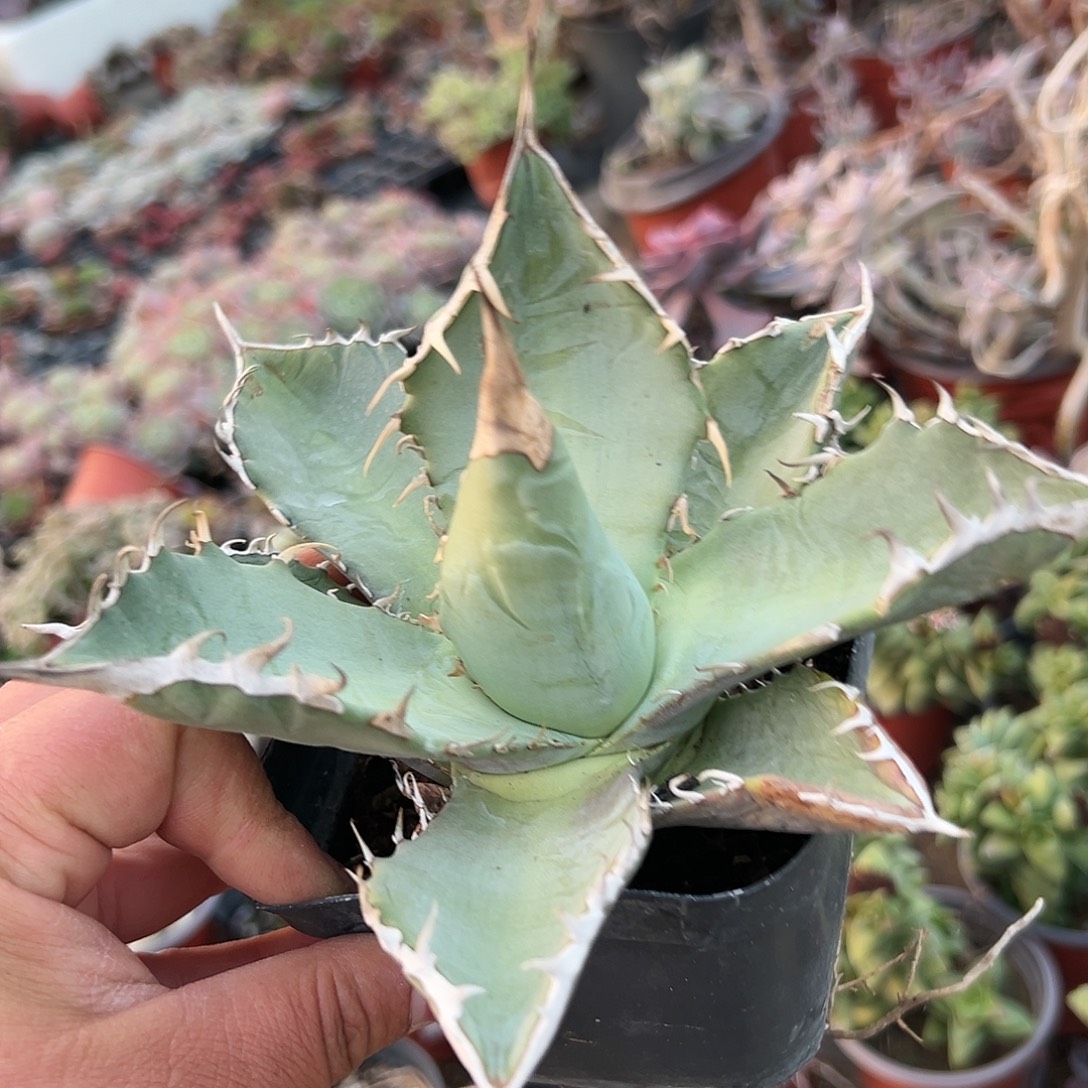 多肉植物多肉植物