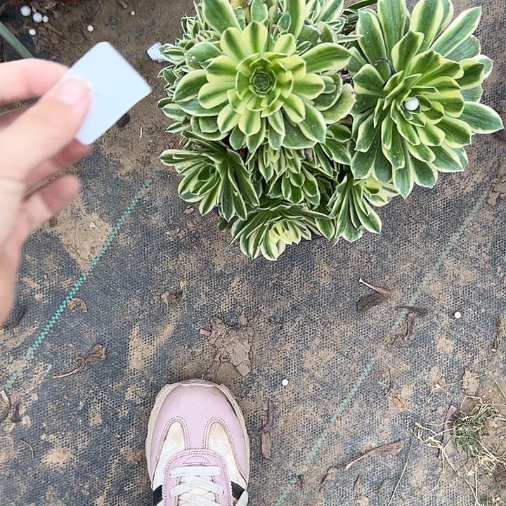 法师一物一拍链接206