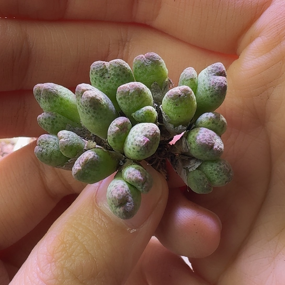 3号草莓斑马群一物一拍