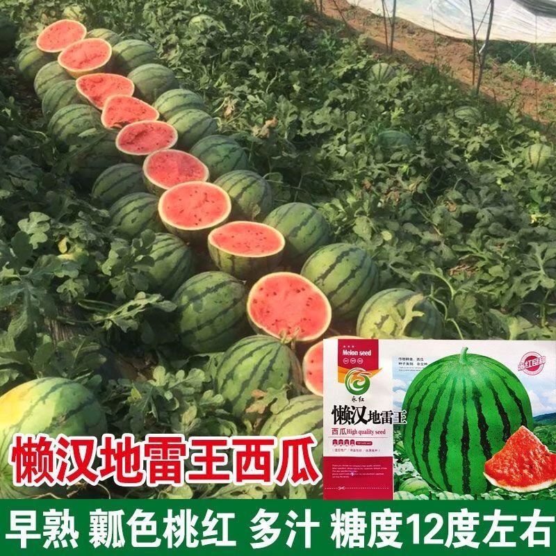 懒汉地雷王西瓜种子农家特大地雷懒汉西瓜种子圆形西瓜种子