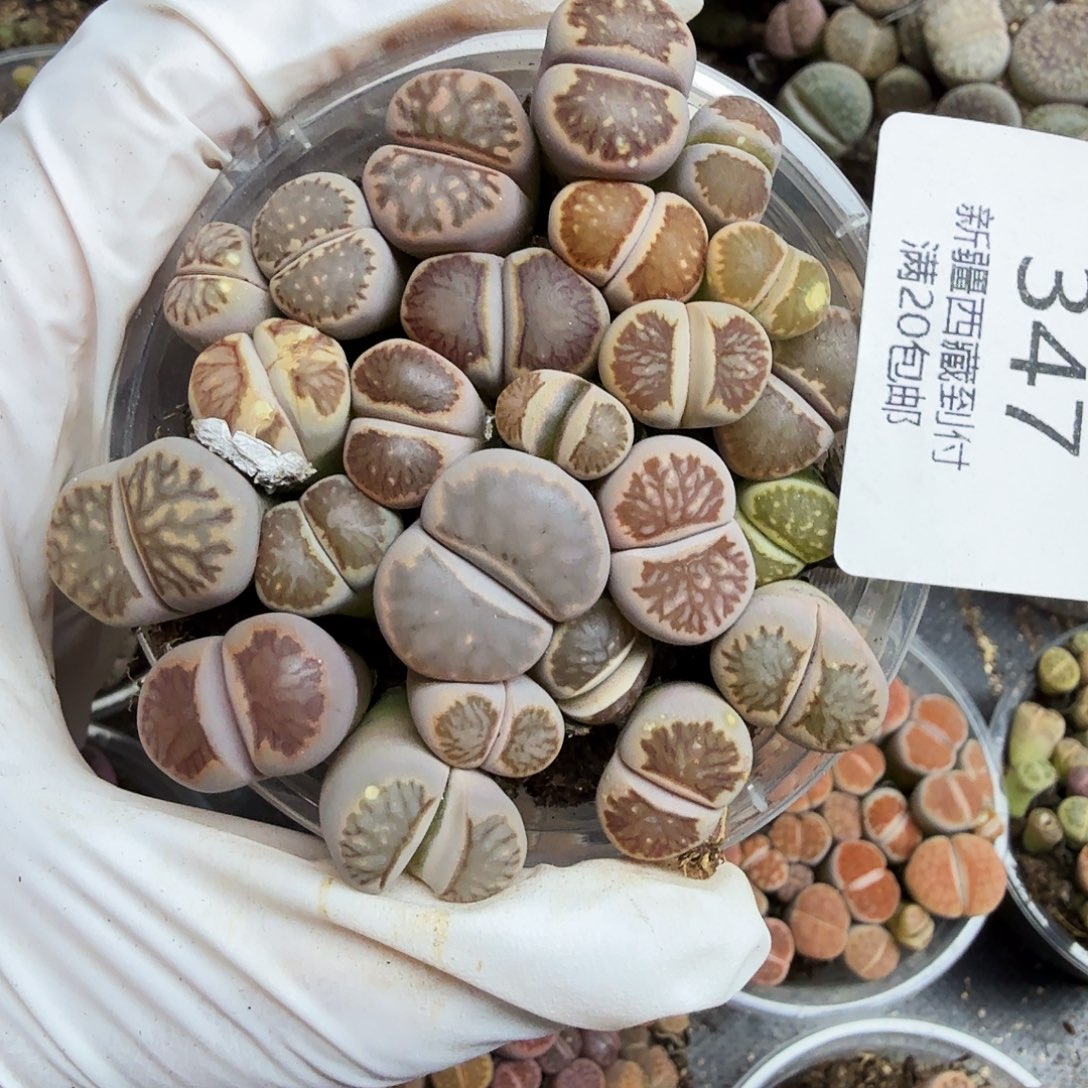 这个点睡一回是为了睡347哈哈