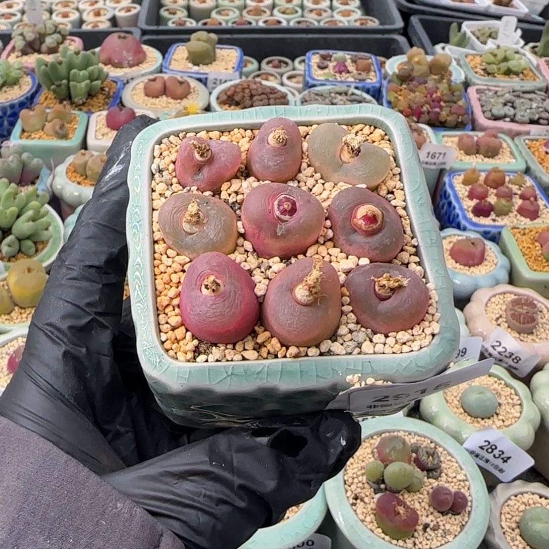 2915-一物一拍 带盆