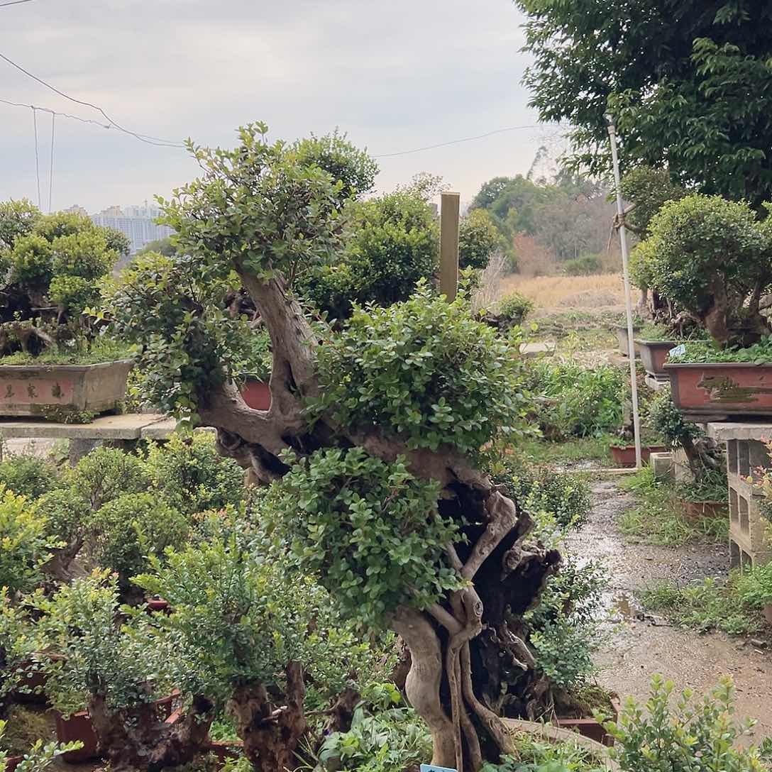 无花朵小叶赤楠古树老桩