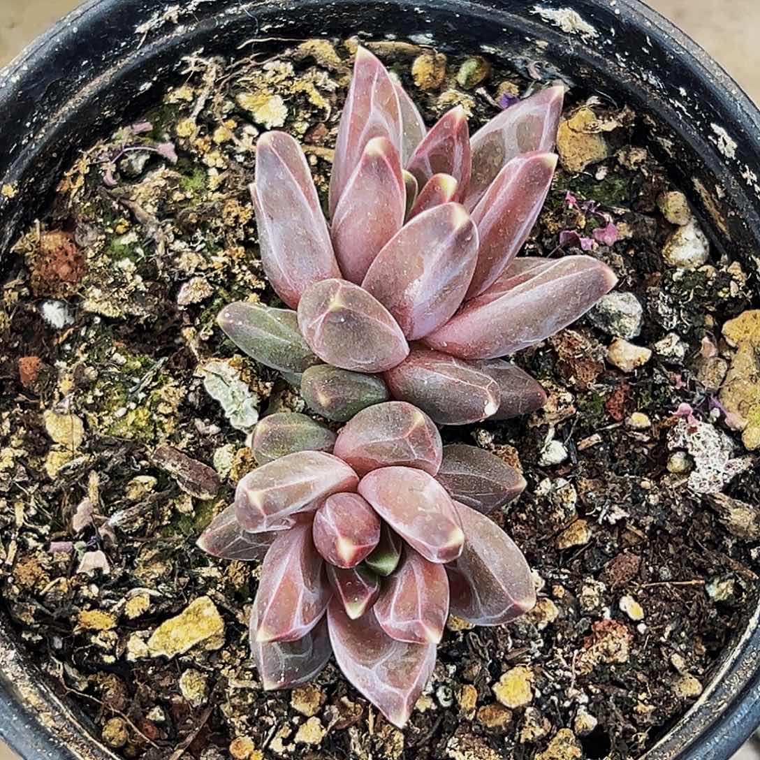 桔云多肉美人精品系列