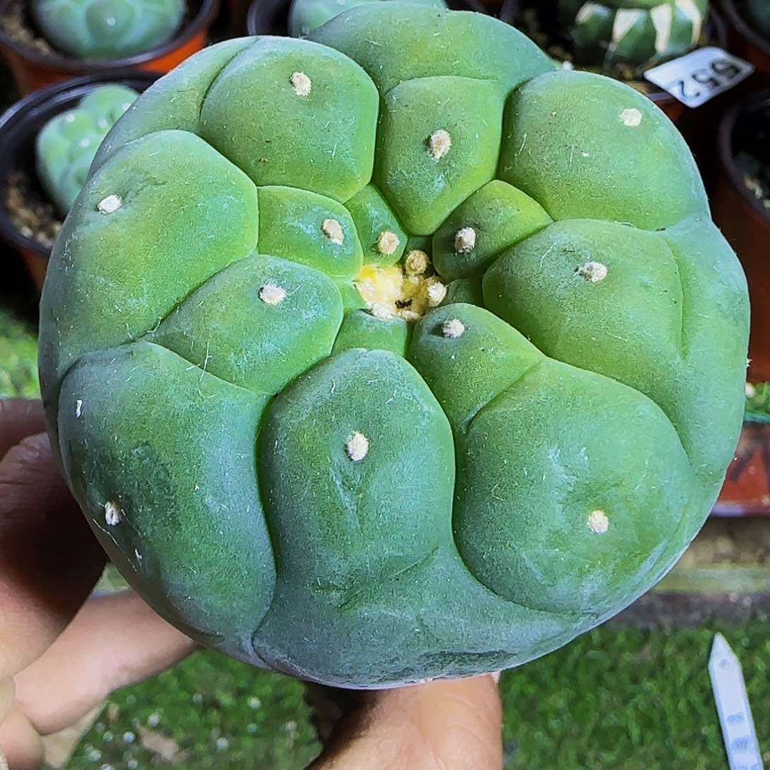 大尤仙039仙人球开花