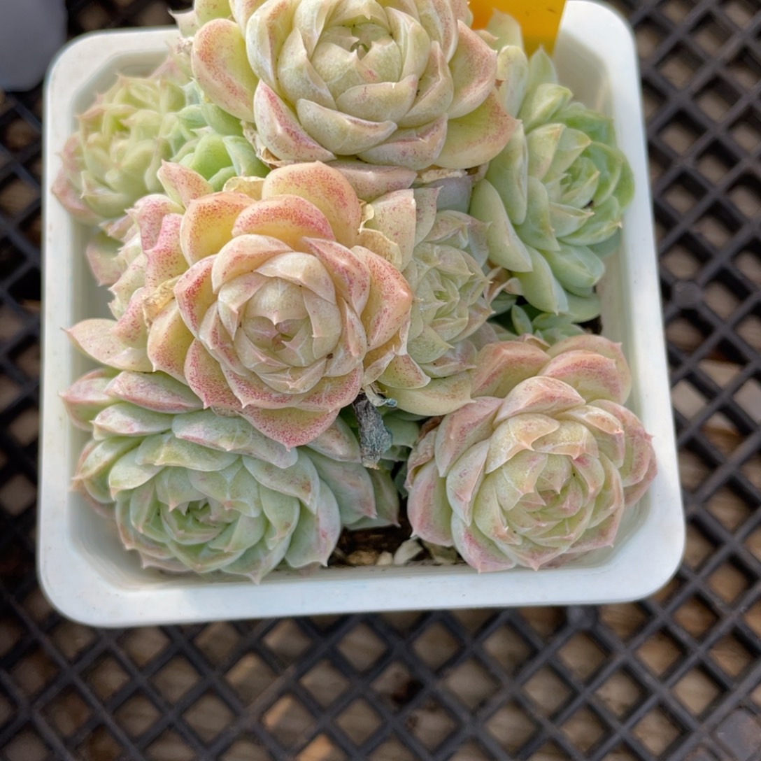 k***n优选新品女王包子1382