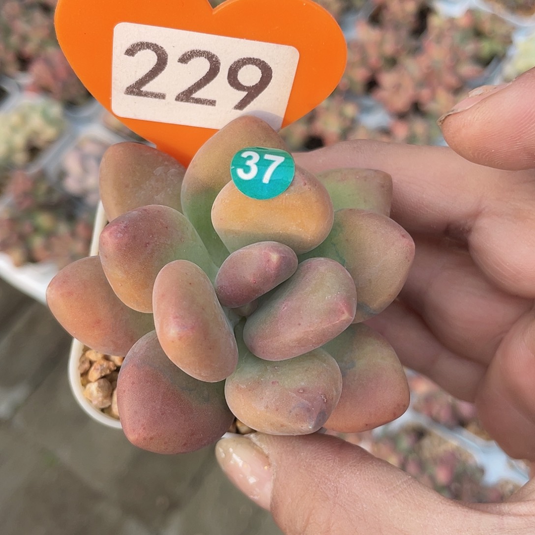 芒果奶 脱土发 5口盆
