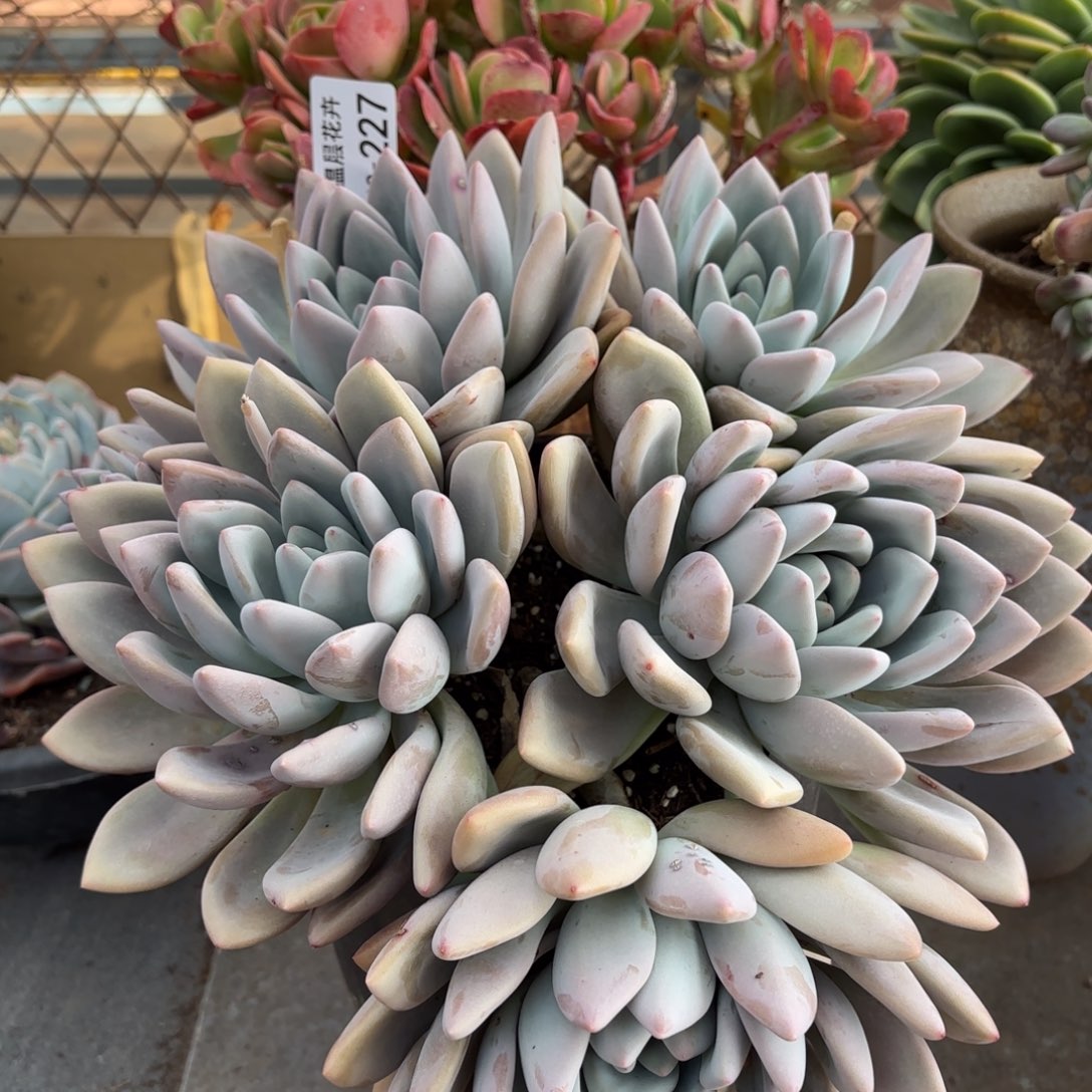 同温层多肉奥普227