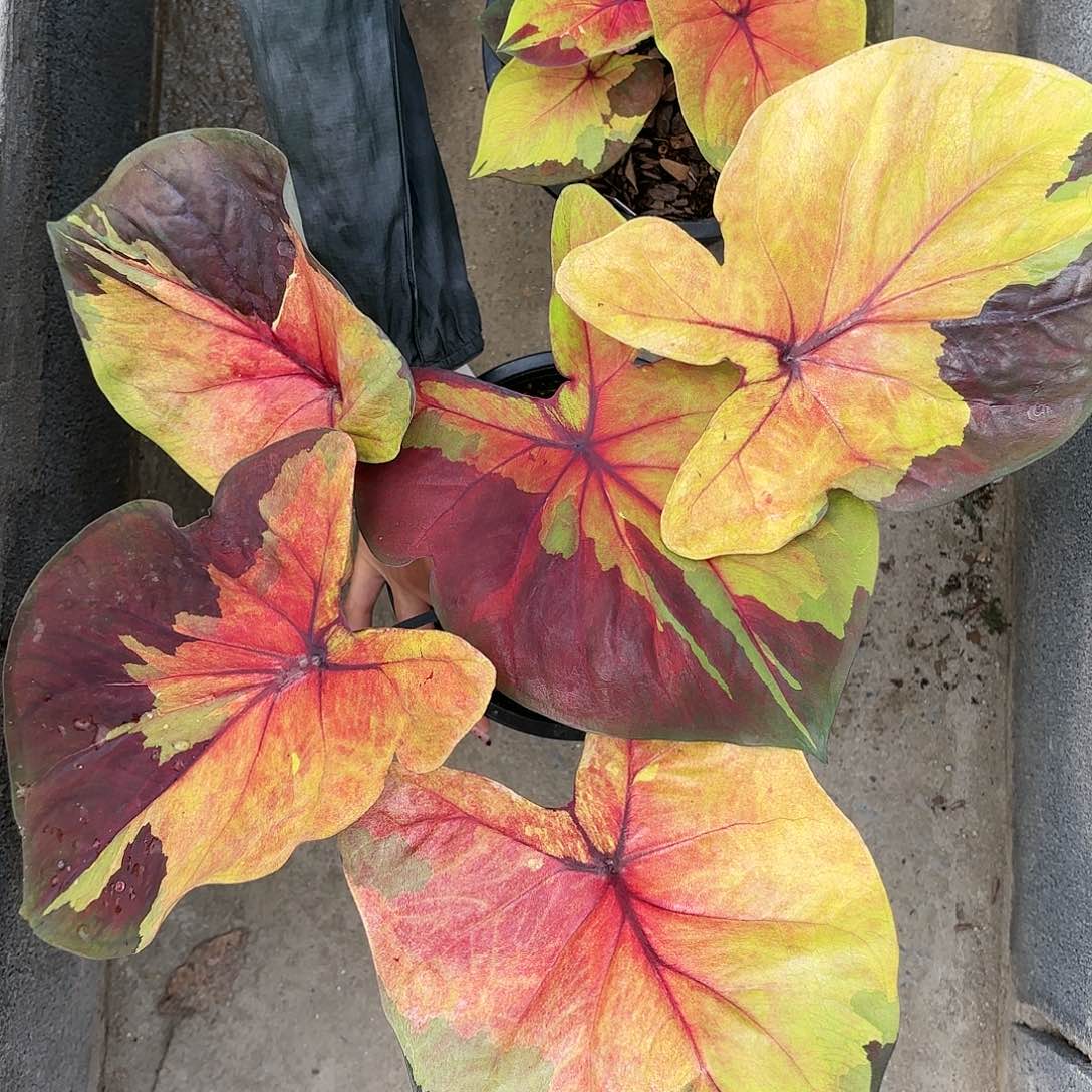 6**叔326-0116落日彩叶芋泰国发货