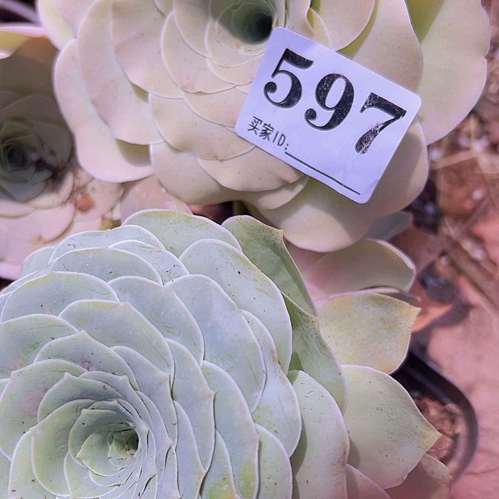 梦***回大玫瑰597玫瑰2颗