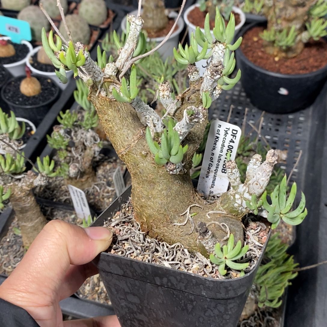 产地白象多肉植物一个