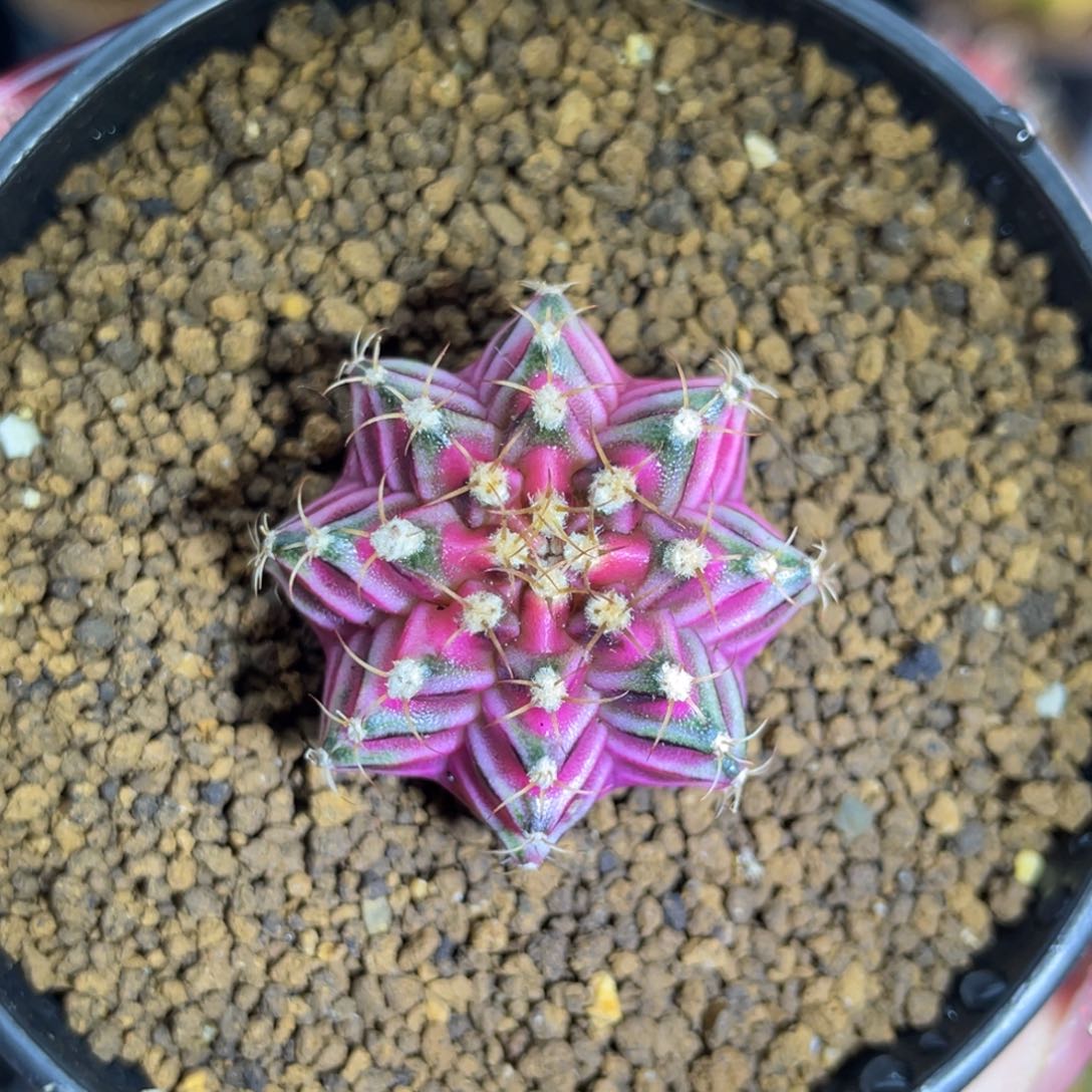 米哈星球0000000001012