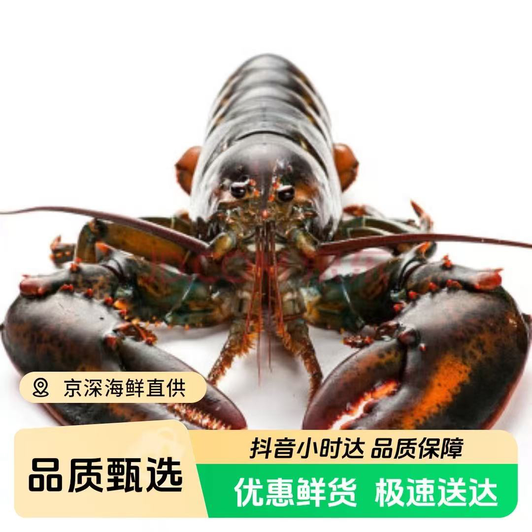 鲜活 波斯顿龙虾/只（多规格可选）