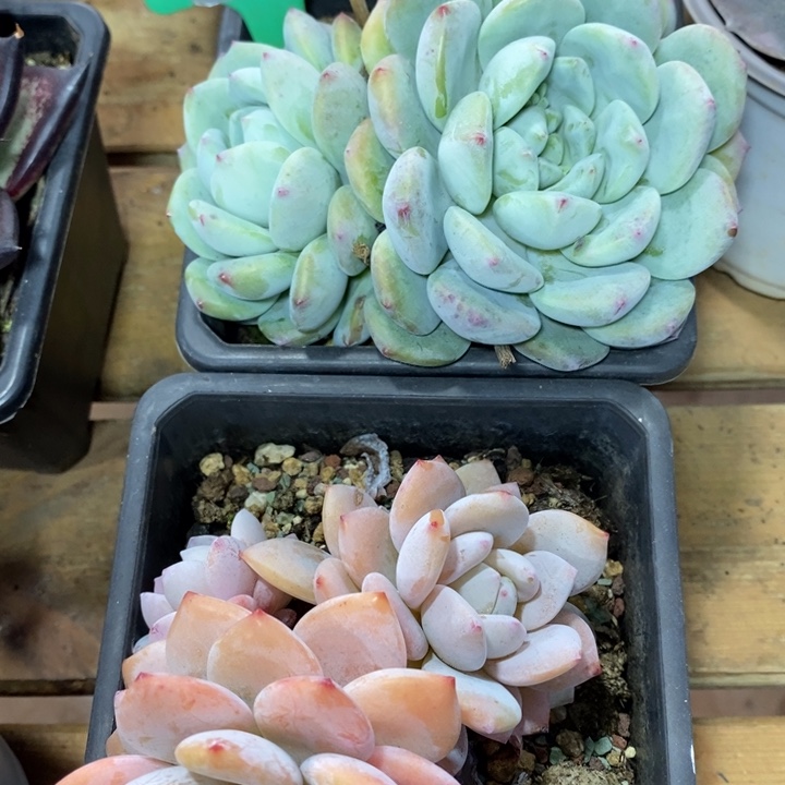 D176- 直播福利 两颗