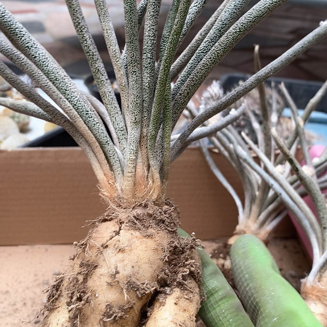 ༆****实生美杜莎仙人球