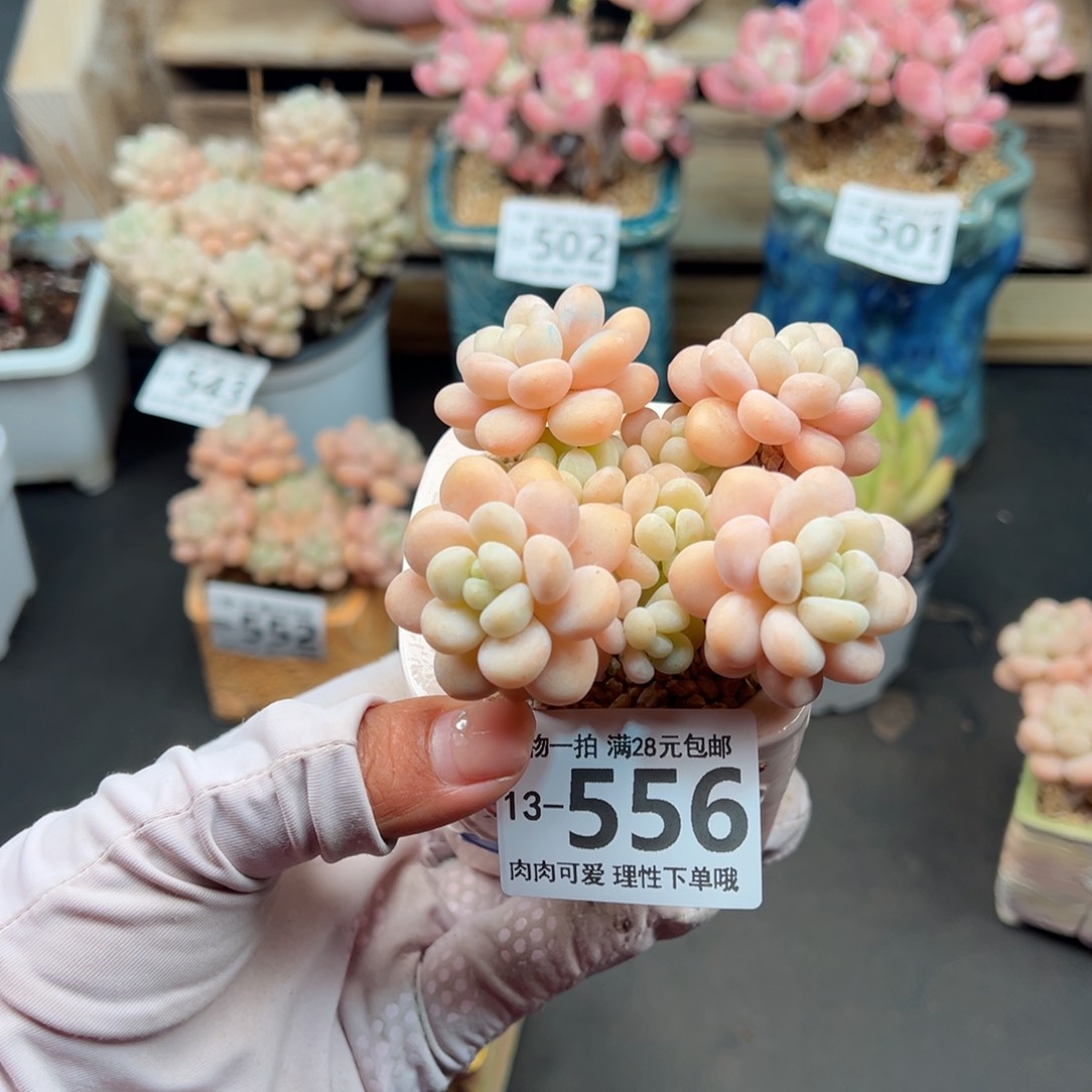 洛可可多肉多肉多肉多肉