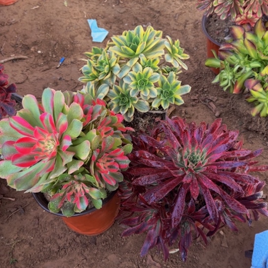 香妃➕星爆➕孔雀锦组合19.8