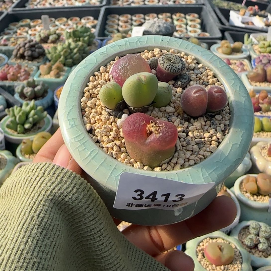 3413 -一物一拍 带盆