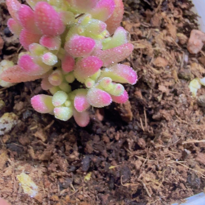 红宝石锦一颗五厘米盆