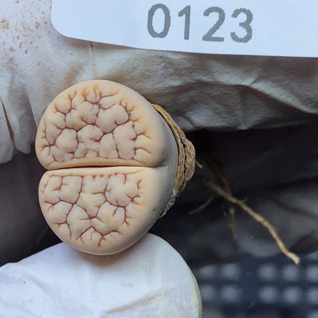 0123。零下拍保温.18包邮.当天凑哦