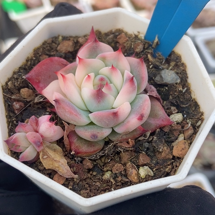 680吉娃娃锦多肉植物保护