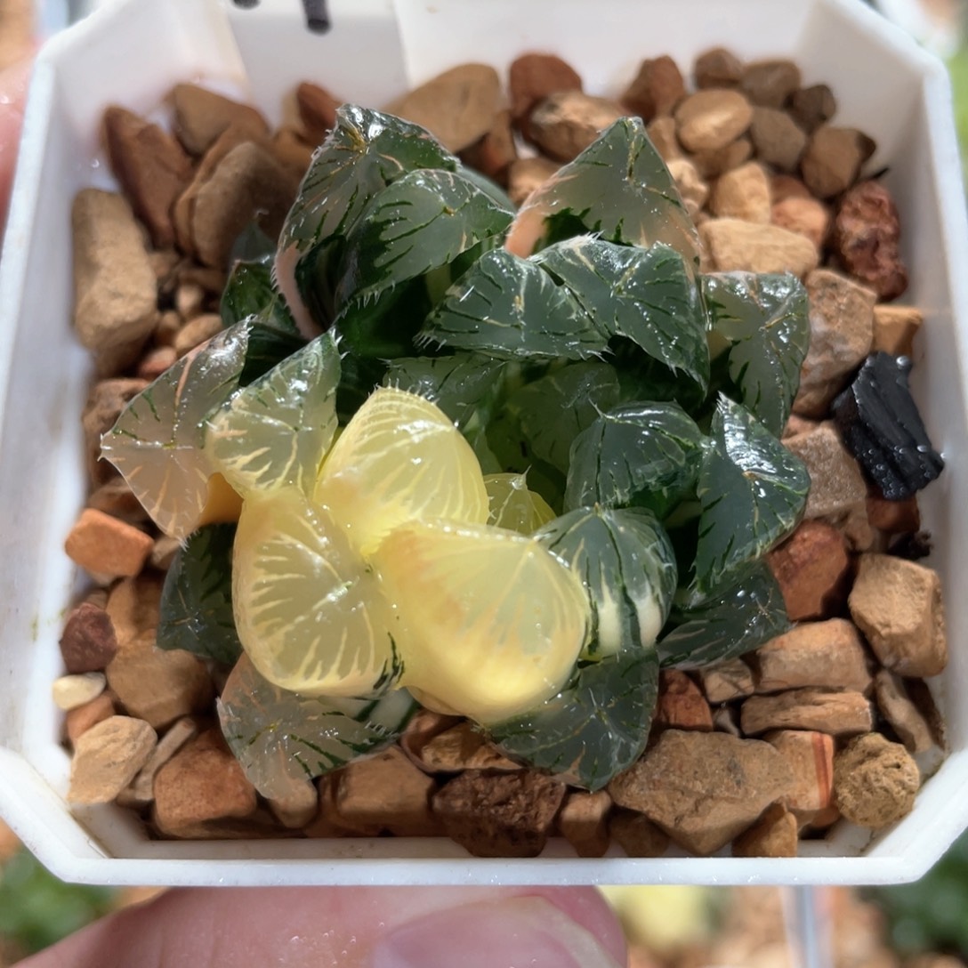 11夏沫锦。       