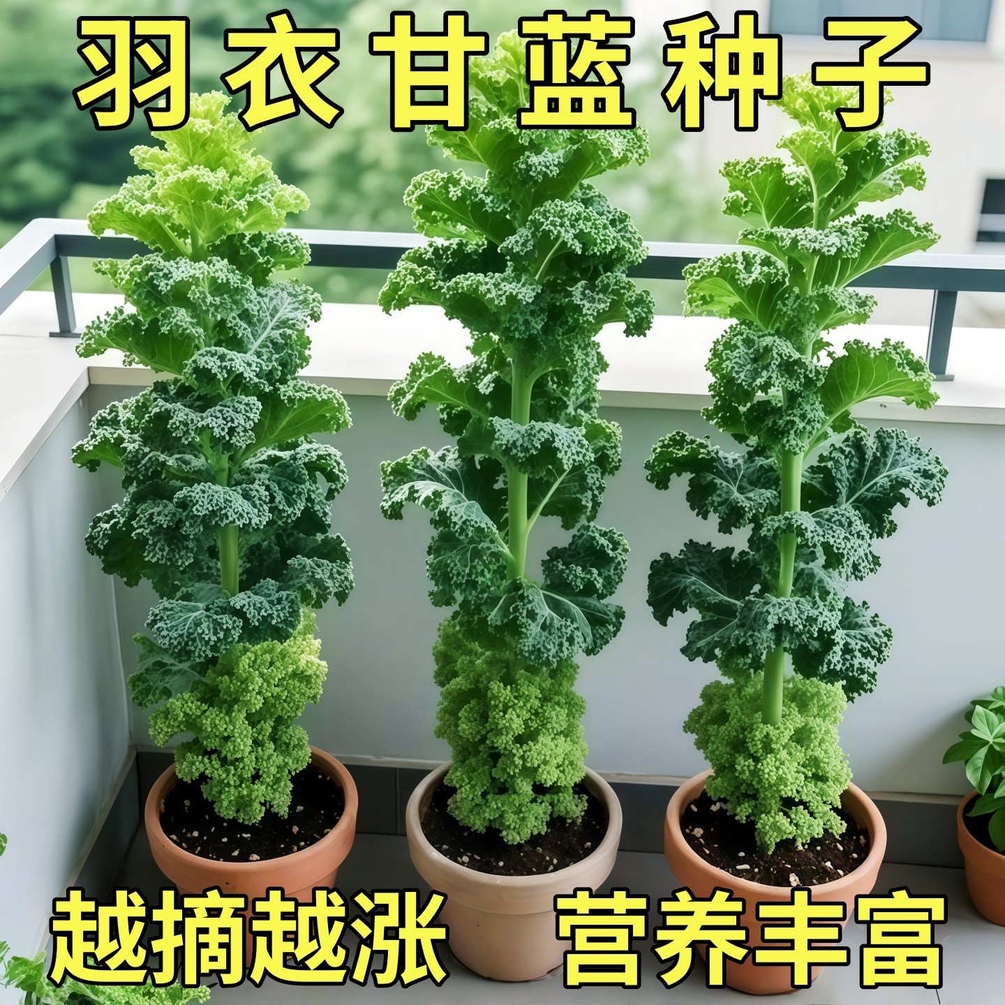 羽衣甘蓝种子四季阳台耐寒食用橄榄菜大田易种盆栽高钙蔬菜种子