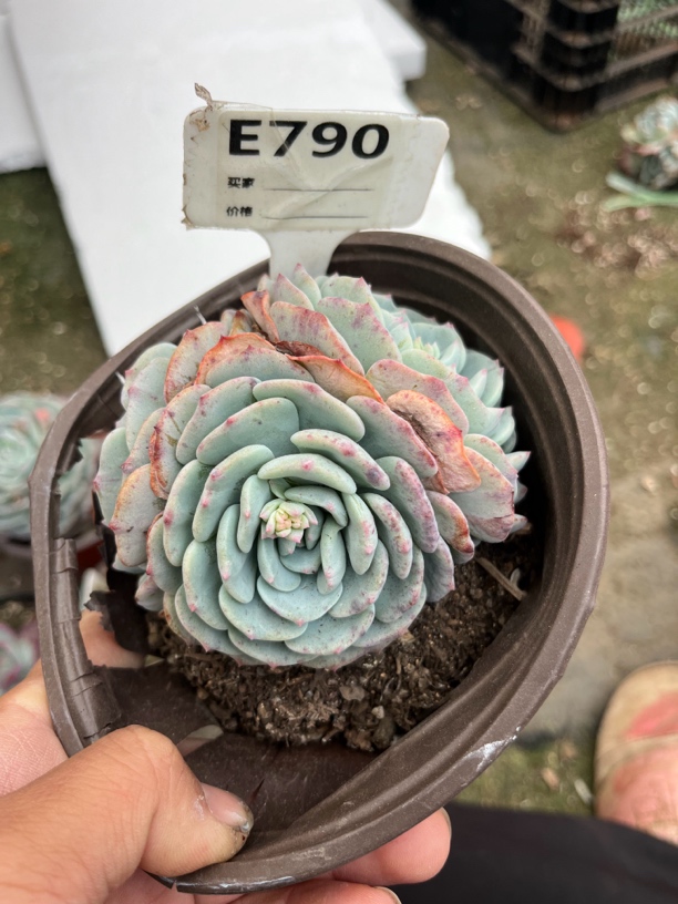 勃朗峰多肉一物一拍