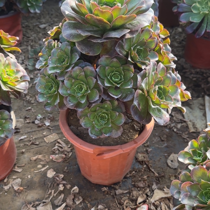 2-9枚金多肉不包售后