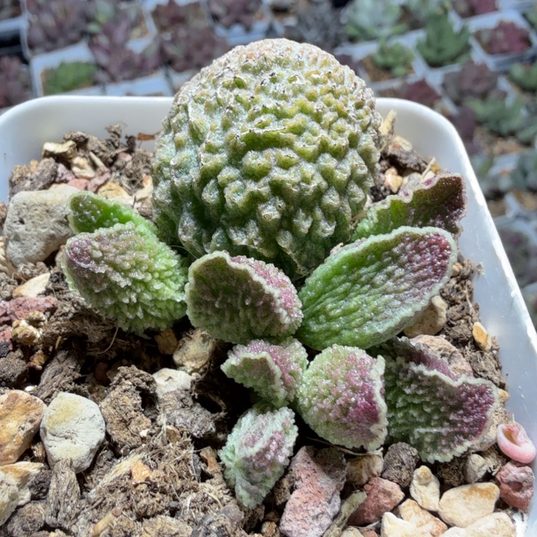 特价玛格丽 满68包邮