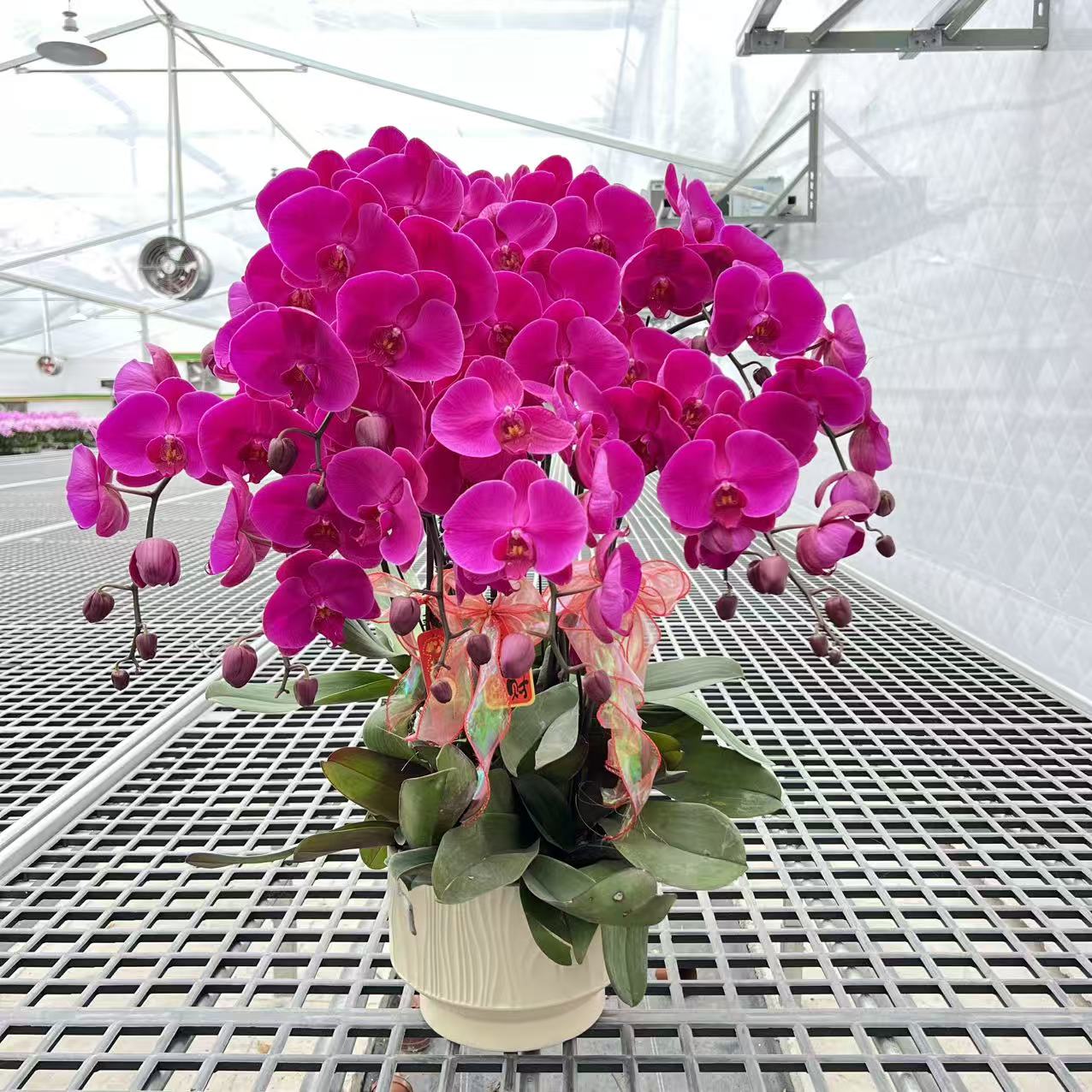 【大辣椒】 精品蝴蝶兰 大花型 室内精品观赏 真花