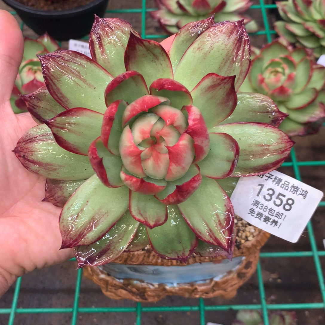1358惊鸿。多肉植物。尺寸13