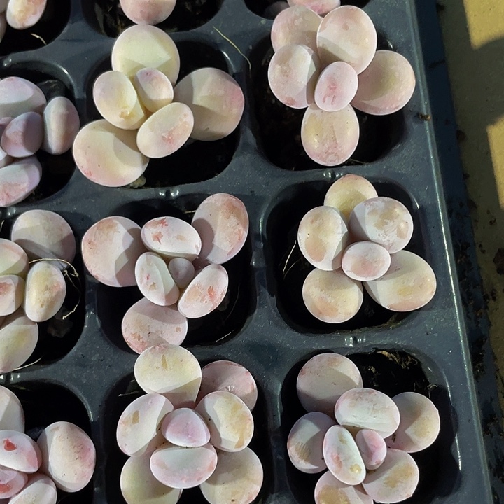 小奶豆1.5带土发