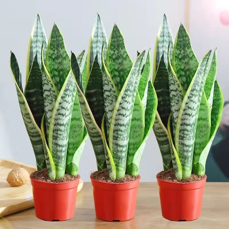 金边虎皮兰新房除甲醛防辐射虎尾兰室内花卉卧室绿植吸甲醛绿植