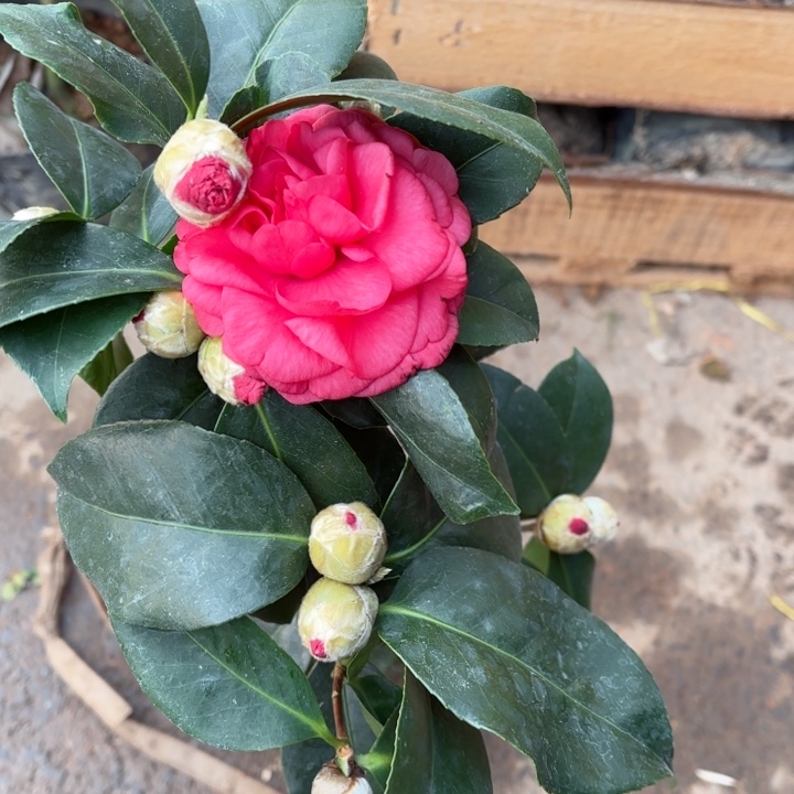 全部花苞七巧山茶花