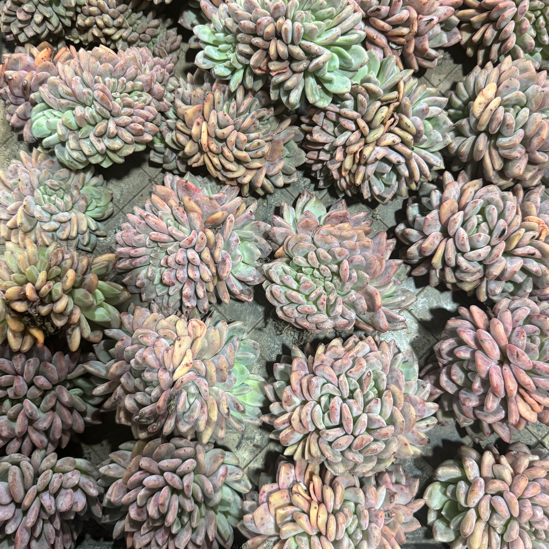 爱丽儿(凌雪)多肉2颗缀化1颗朵朵到手3颗