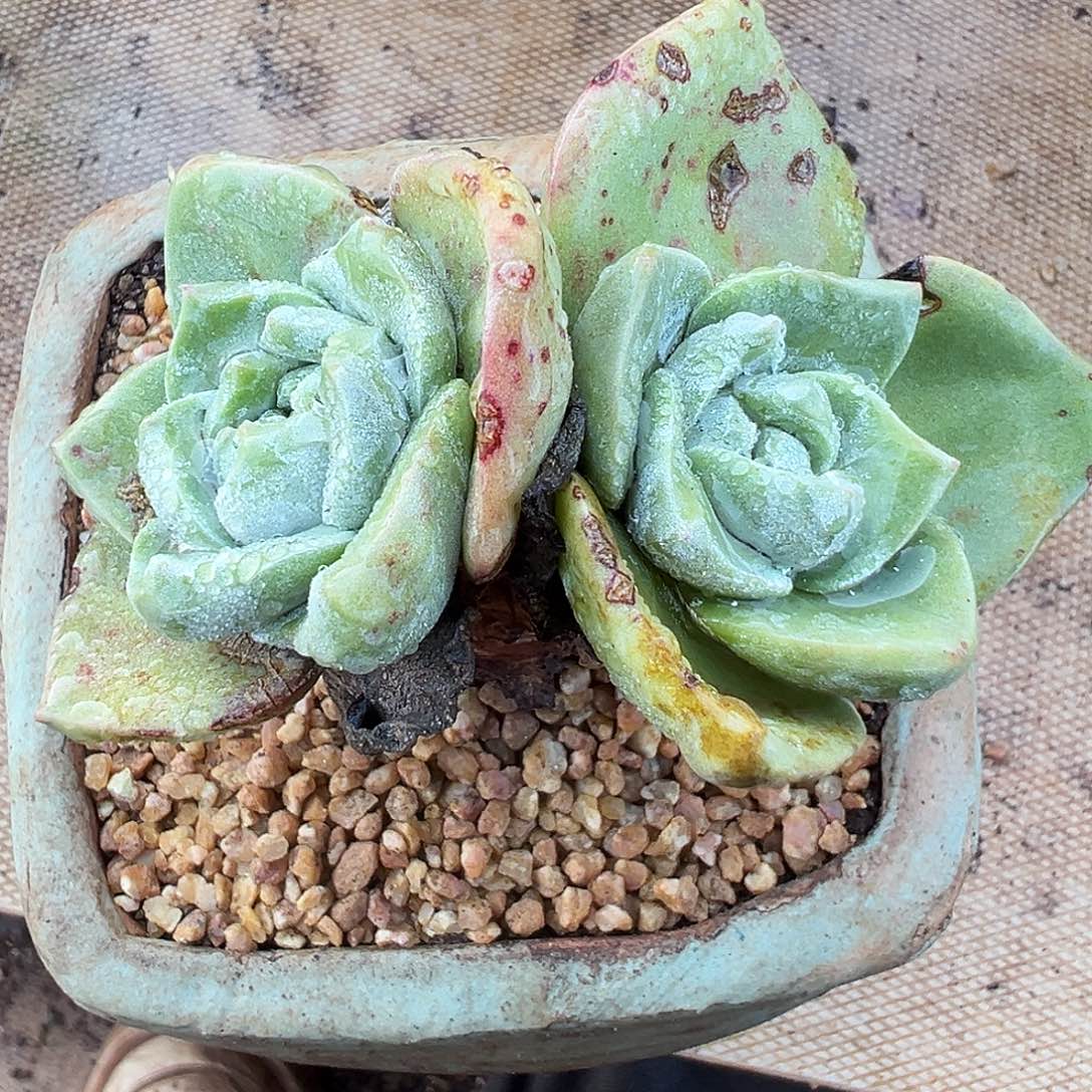 7670泡西弗洛拉仙女杯