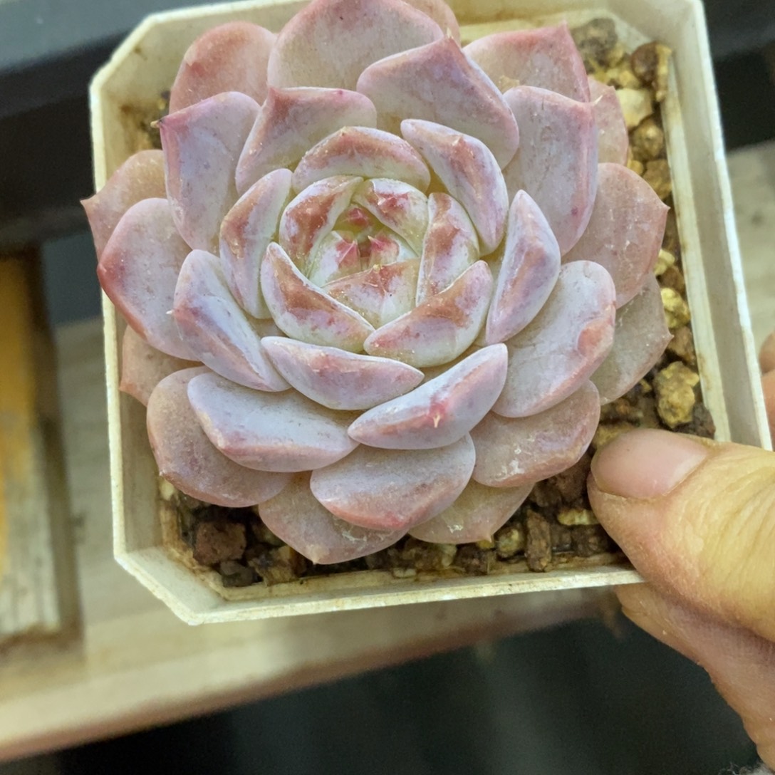 精品多肉一物一拍不包整152