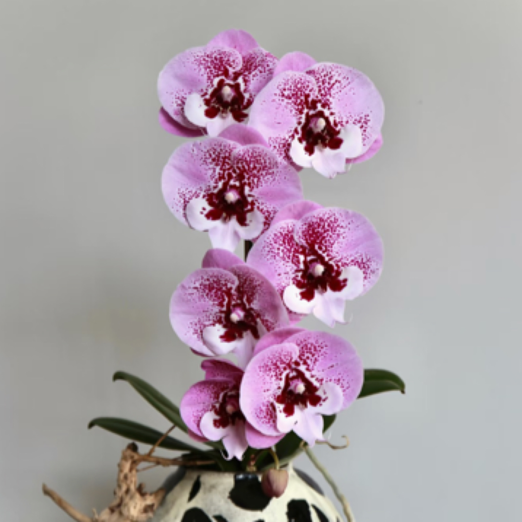 【谨硕兰艺】乌龙茶蝴蝶兰3.5寸杯苗，根系一般，无花箭